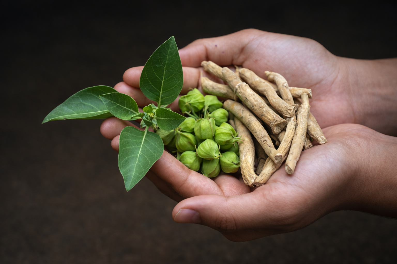 Ashwagandha: účinky, benefity a prečo patrí medzi najznámejšie adaptogény